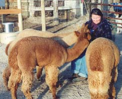 Robin Neher feeding alpacas