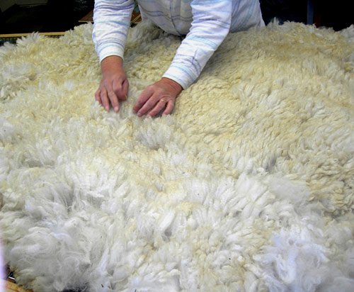 Skirting an Alpaca Fleece